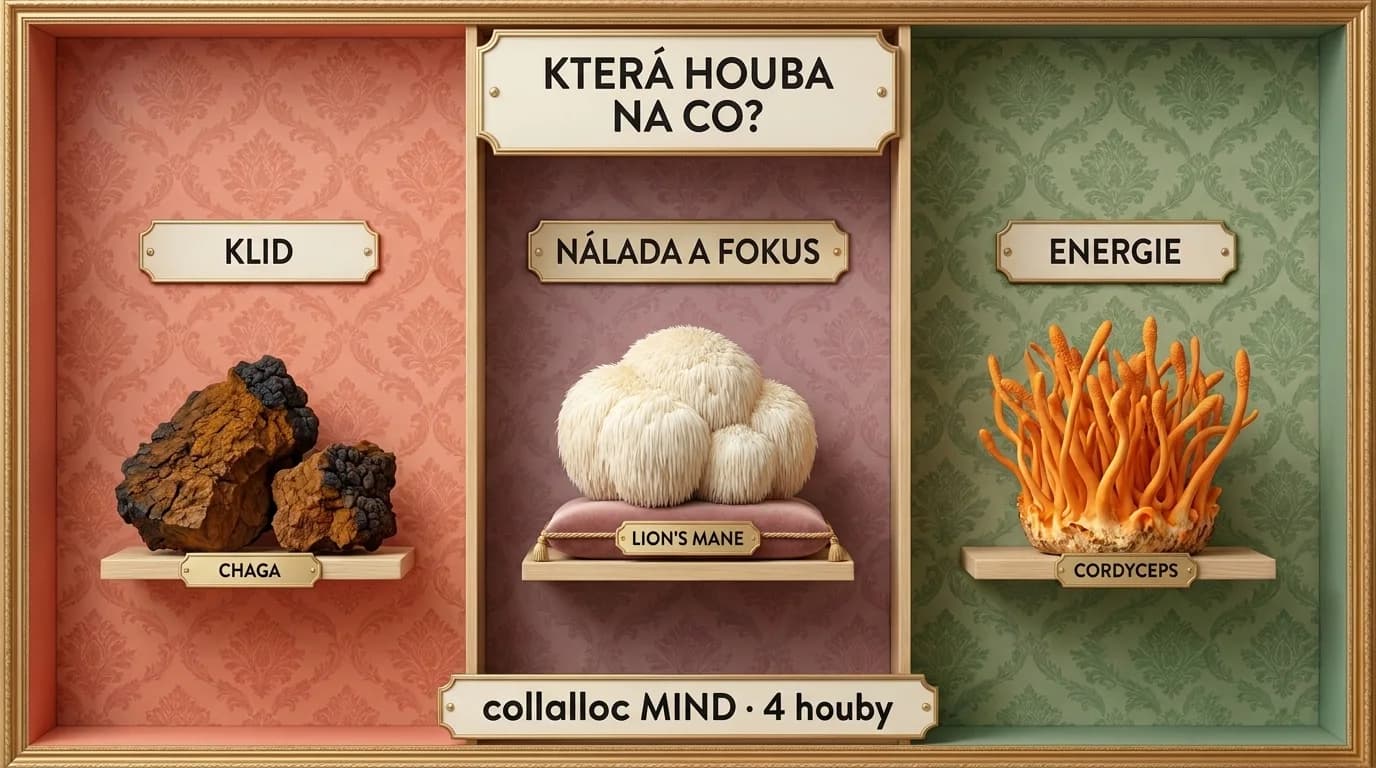 Chaga, Lion’s Mane, Cordyceps: which mushroom for calm, mood and energy?