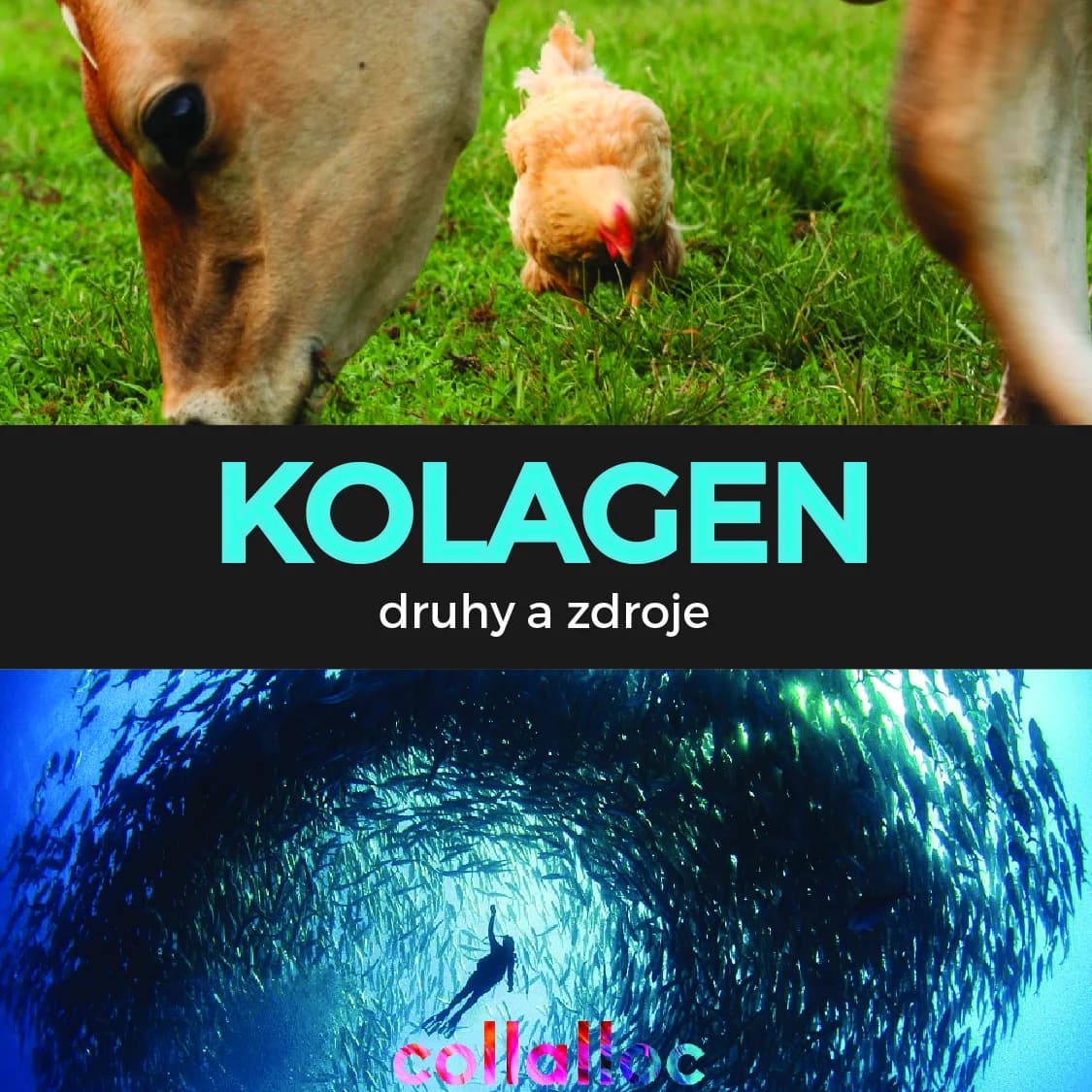 Types and sources of collagen: types I, II, III (part II of the series)